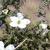 Flowers and seed heads