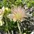 Seed head