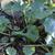 Farfugium japonicum