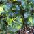 Farfugium japonicum
