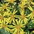 'Kagami Jishi' Flowers - Fall - Wake Co. - NC