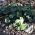 Farfugium japonicum