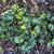 Farfugium japonicum