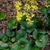 Flowers and leaves of F. japonicum