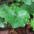 Spotted leaves of F. japonicum 'Aureo-Maculate'