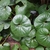 Leaves of F. 'Giganteum'