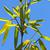 Leaf and stem
