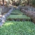 Mass cultivation in February in Shizuoka, Japan