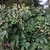 Large shrub with coarse, palmately lobed leaves