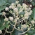 Compound umbel flower stalk. Flowers white.