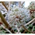 Close-up of white flowers in an umbel