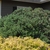 Round dense habit of a mature tree - green leaves & pink flowers