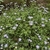 bushy groundcover with pale blue daisy "flowers"