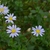 Pale blue daisy "flowers"