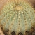 A cylindrical, spiny cactus.