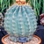 A potted barrel-shaped, glaucus cactus with yellow flowers.