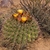 A spiny, barrel-shaped cactus in dry, rocky habitat.