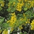Flowers in May in Abruzzo in Italy