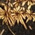 Excavated roots bearing clusters of finger-like tubers