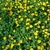 Ground covered with the plant and many yellow flowers.