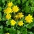 A cluster of yellow flowers with many petals.