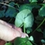 Fingers showing underside of cordate leaf.