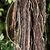 Long aerial roots of a fig species