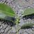 Ficus elastica