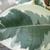 Ficus elastica
