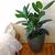 Ficus elastica