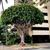 Ficus elastica