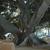 Ficus elastica