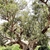 Large old fig tree