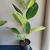 Form in a pot