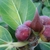 Oblong purple fruits