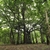 large tree in native setting