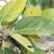 Closeup of large green leaves