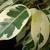 Varigated Leaves