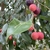 Ripening fruits