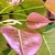Leaves of the common fig