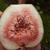 Ficus carica 'Brown Turkey'