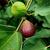 Ficus carica 'Brown Turkey'