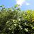 Ficus carica 'Brown Turkey' leaves, branches, and fruit