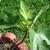 Ficus carica 'Celeste'