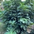 A large shrubby plant with lobed leaves.