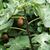 Ficus carica 'Celeste'