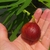 Ficus carica 'Magnolia'