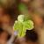 Ficus carica 'Marseille'