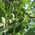 Ficus carica fruit and leaves