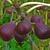 Ficus carica fruit